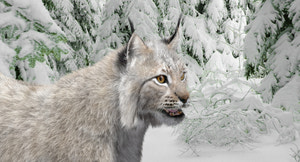 Animated White Eurasian Lynx Fur 3D Model Thumbnail