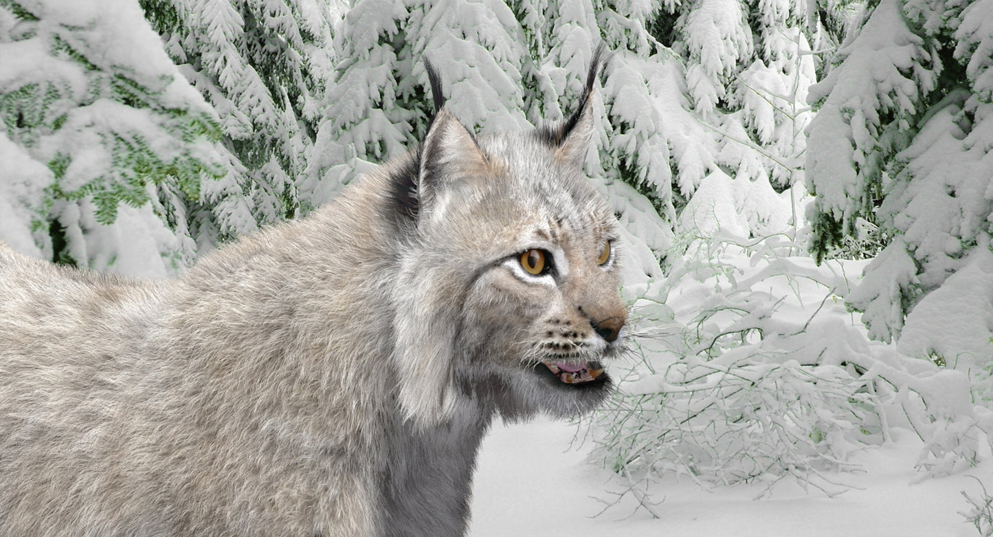 Animated White Eurasian Lynx Fur