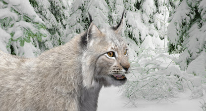 Animated White Eurasian Lynx Fur