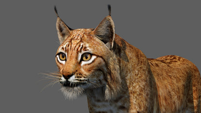 Tufted‑Ear Wildcats 3D Bundle — Caracal & Lynx (Rigged, Animated)