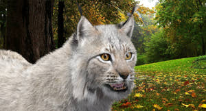 Animated White Eurasian Lynx with Fur Thumbnail