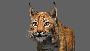 Eurasian Lynx 3d Model Animated Close Up View Thumbnail
