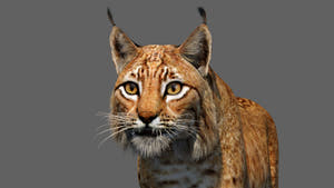 Eurasian Lynx 3d Model Animated Close Up View Thumbnail