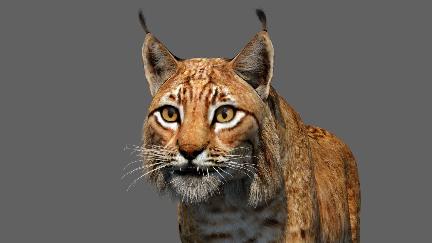 Eurasian Lynx 3d Model Animated Close Up View