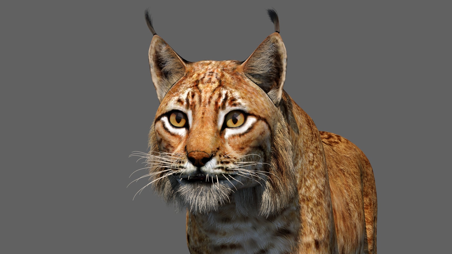 Eurasian Lynx 3d Model Animated Close Up View
