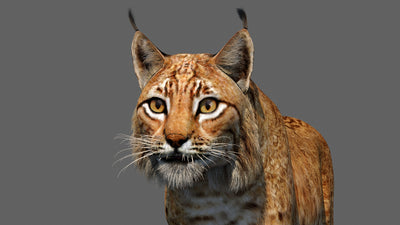 Eurasian Lynx 3d Model Animated Close Up View