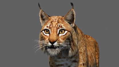 Eurasian Lynx 3d Model Animated Close Up View