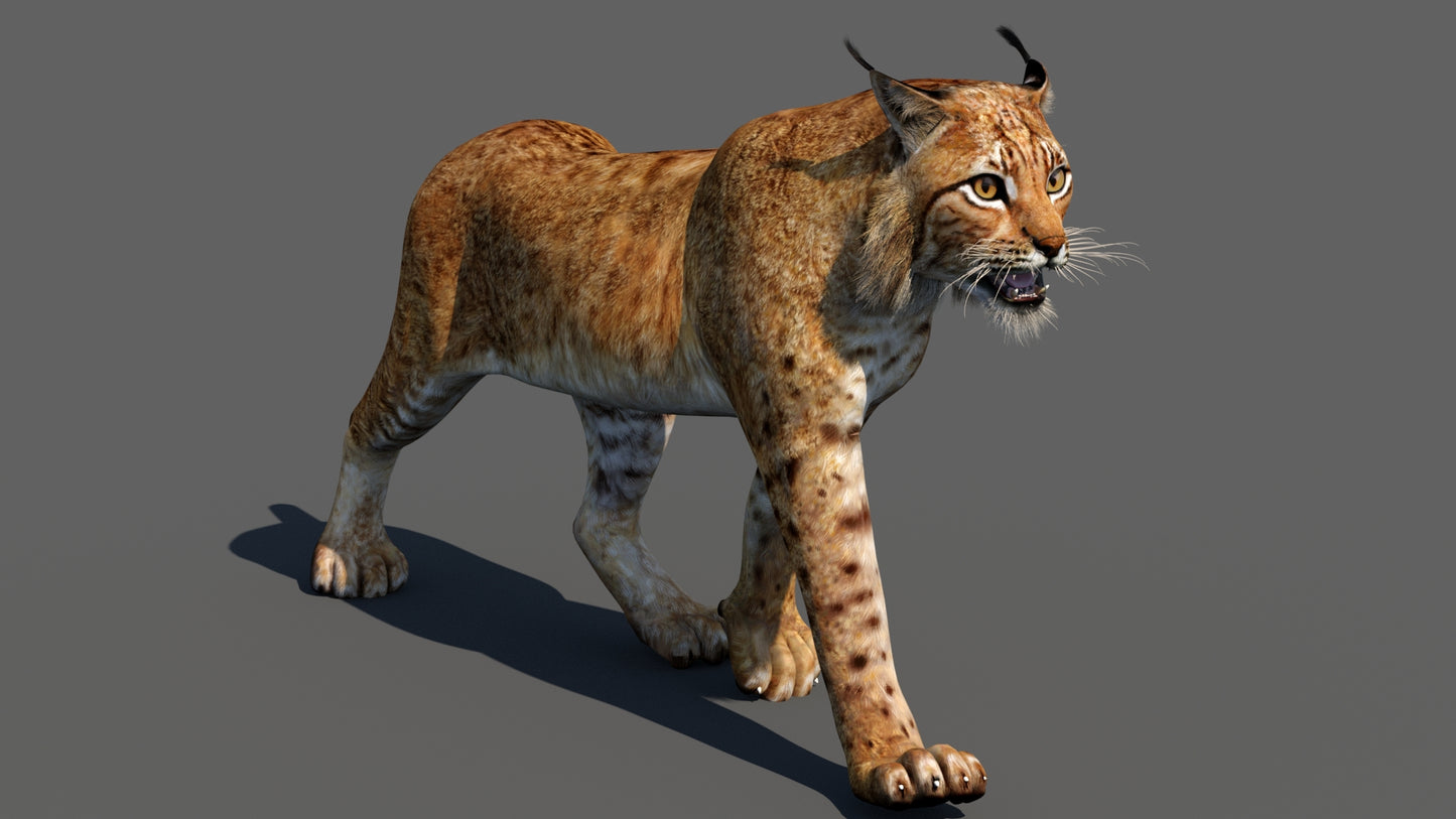 Animated Eurasian Lynx Cat 3D Model for Download