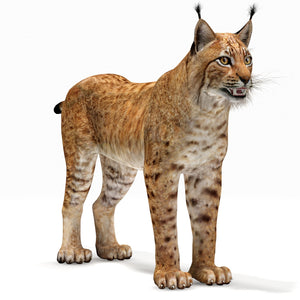 Realistic Lynx 3D Model for Download Thumbnail
