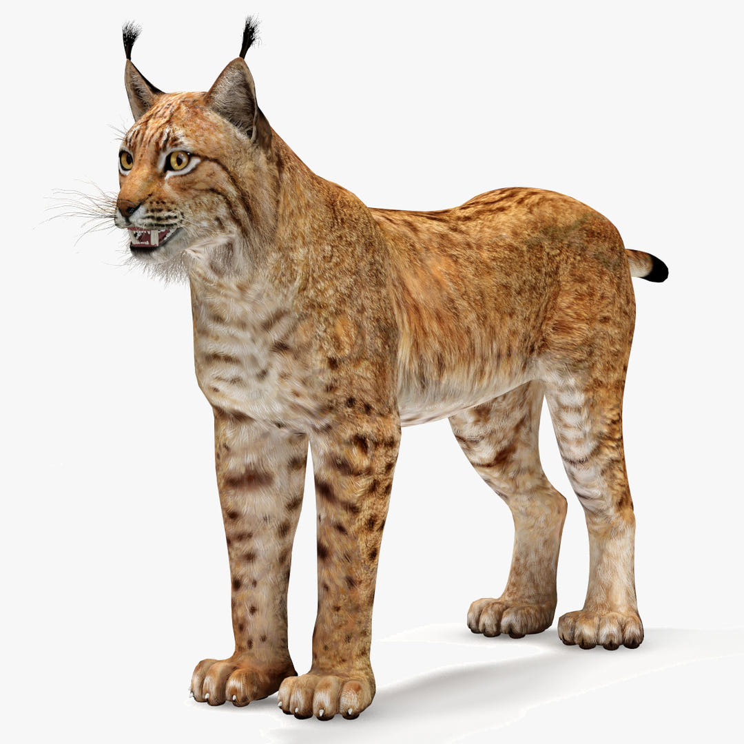 Realistic Lynx 3D Model for Download