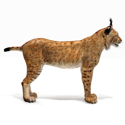 Big Cats 03 3D Model