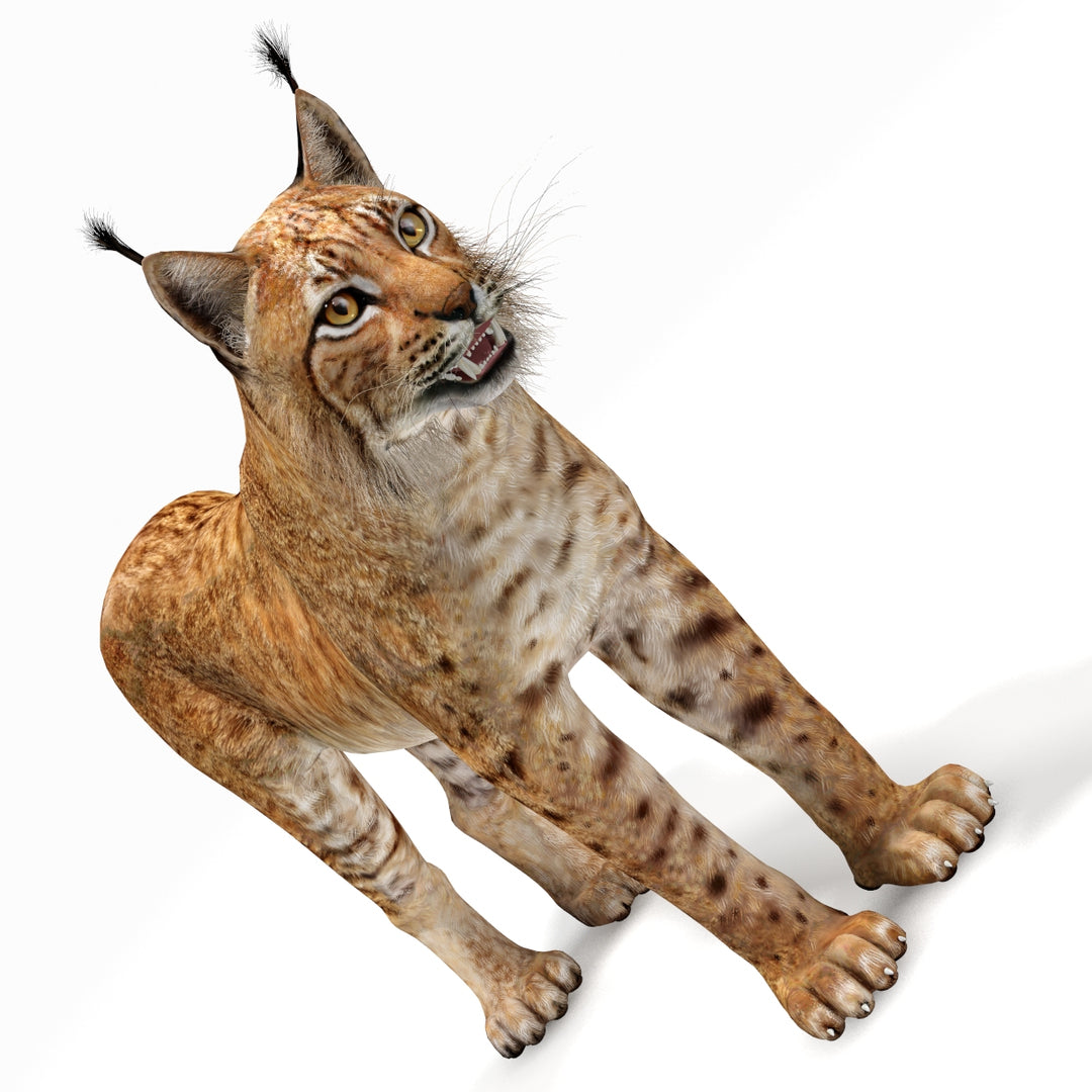Big Cats 03 3D Model