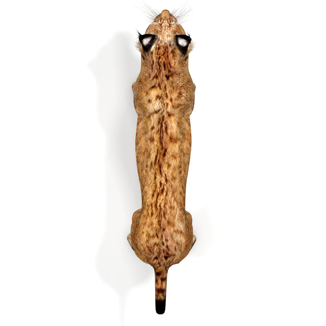Big Cats 03 3D Model