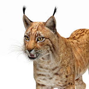 Big Cats 03 3D Model Thumbnail