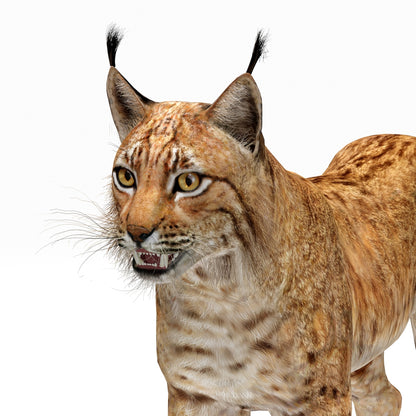 Big Cats 03 3D Model