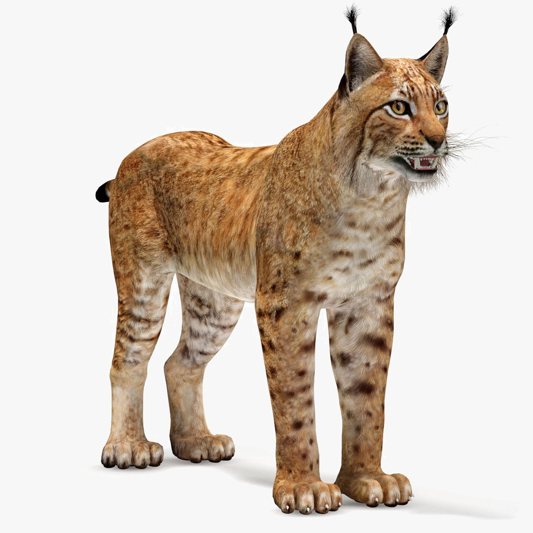 Eurasian Lynx 3D Model