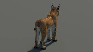 Eurasian Lynx 3D Model Thumbnail