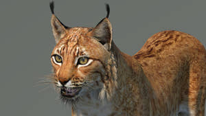 Eurasian Lynx 3D Model Thumbnail