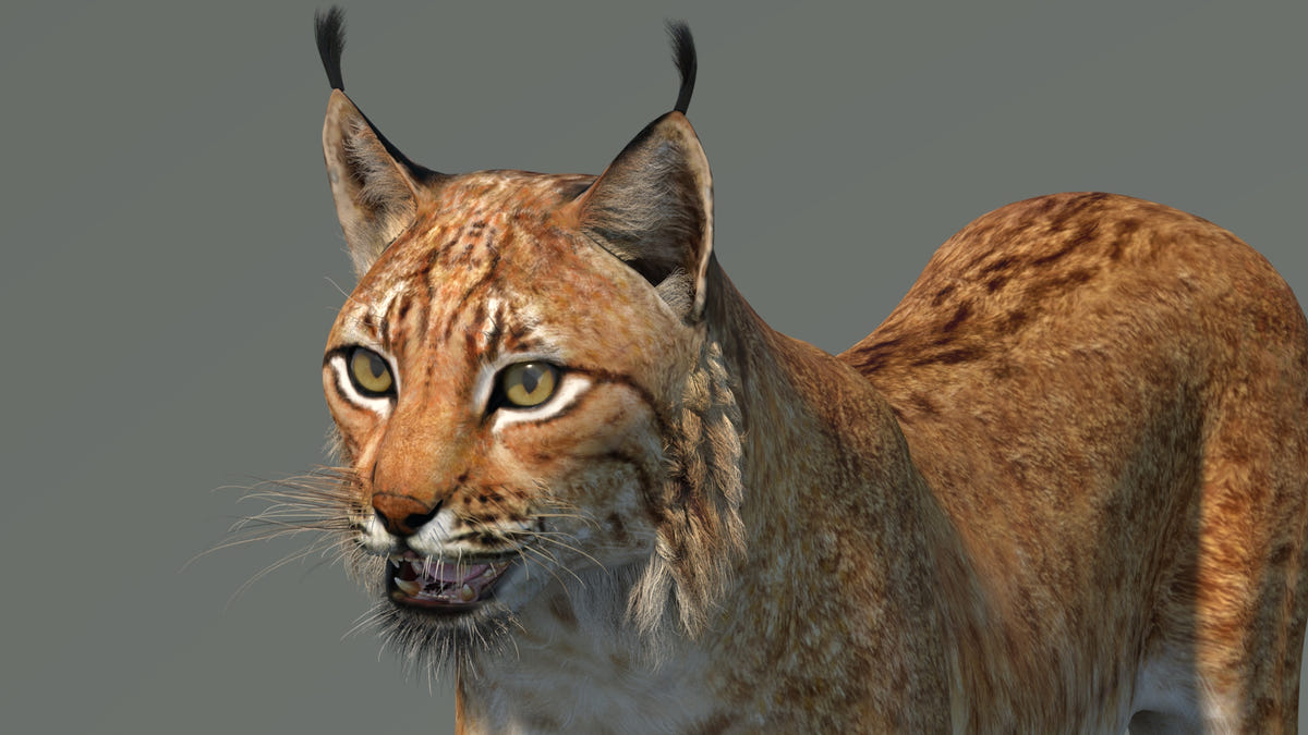 Low-Poly Eurasian Lynx 3D Model - Game-Ready