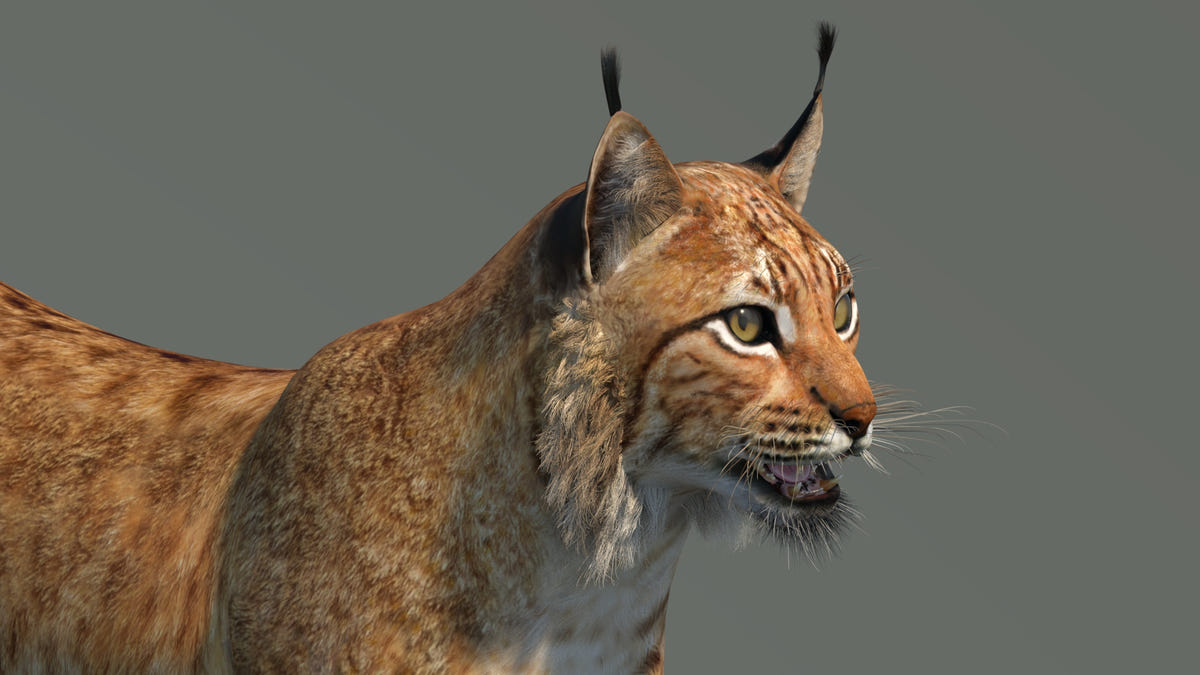 Low-Poly Eurasian Lynx 3D Model - Game-Ready