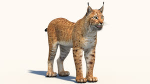 Low-Poly Eurasian Lynx 3D Model - Game-Ready Thumbnail
