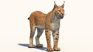 Eurasian Lynx 3D Model Thumbnail