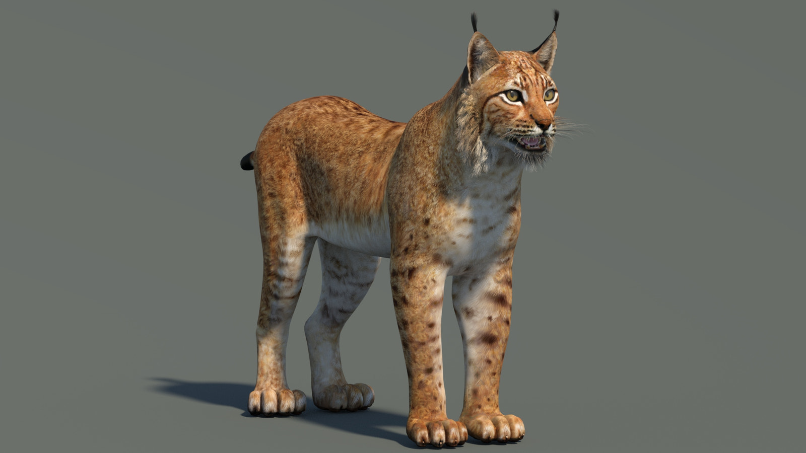 Eurasian Lynx 3D Model
