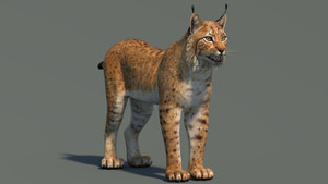 Eurasian Lynx 3D Model Thumbnail