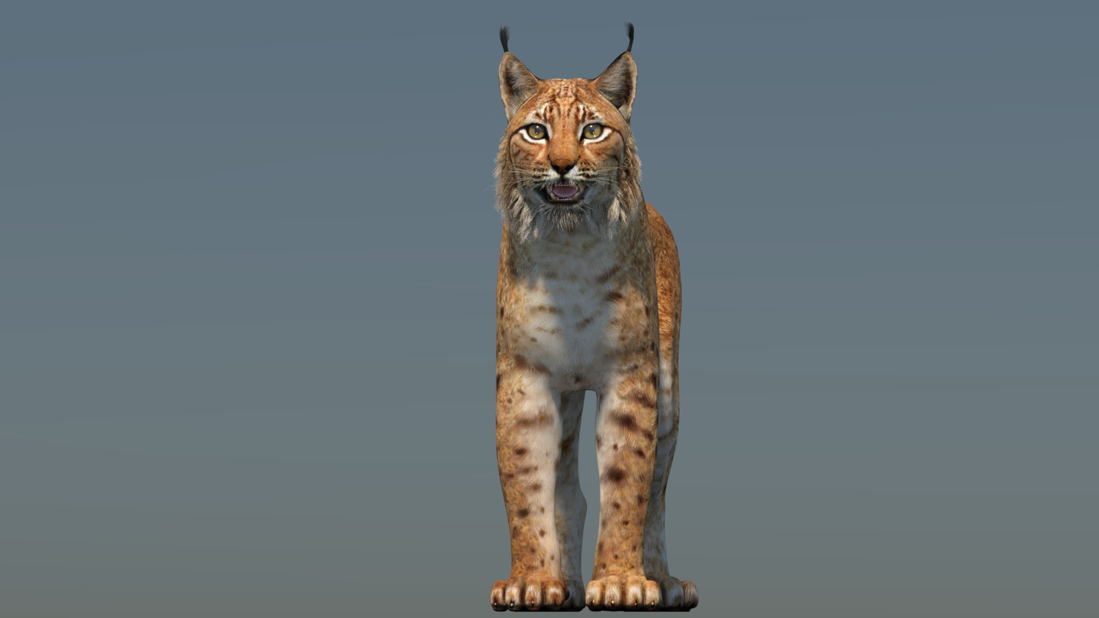 Eurasian Lynx 3D Model