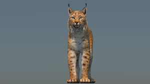 Eurasian Lynx 3D Model Thumbnail