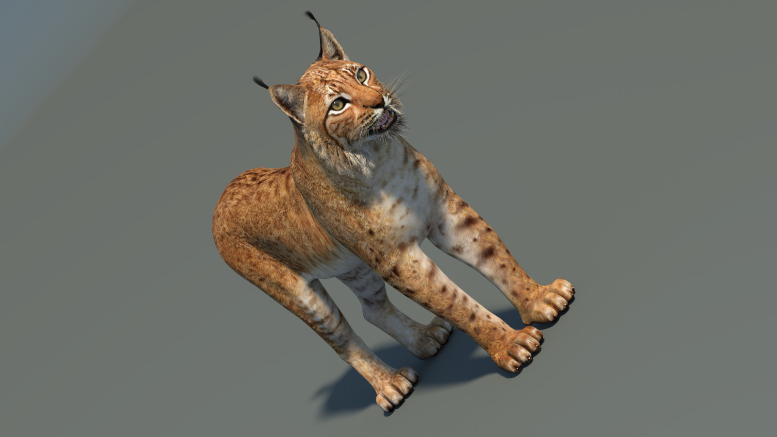Eurasian Lynx 3D Model