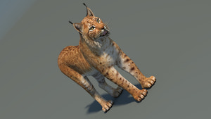 Eurasian Lynx 3D Model Thumbnail
