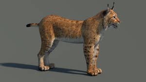 Eurasian Lynx 3D Model Thumbnail