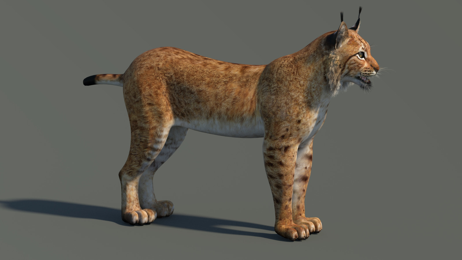 Eurasian Lynx 3D Model