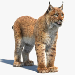 Eurasian Lynx 3D Model with Fur Thumbnail