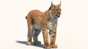 Eurasian Lynx 3D Model with Fur Thumbnail