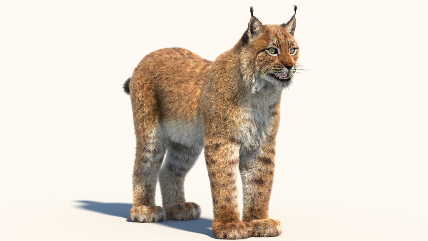 Eurasian Lynx 3D Model with Fur