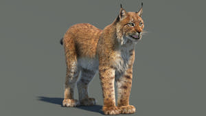Eurasian Lynx 3D Model with Fur Thumbnail