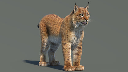 Eurasian Lynx 3D Model with Fur