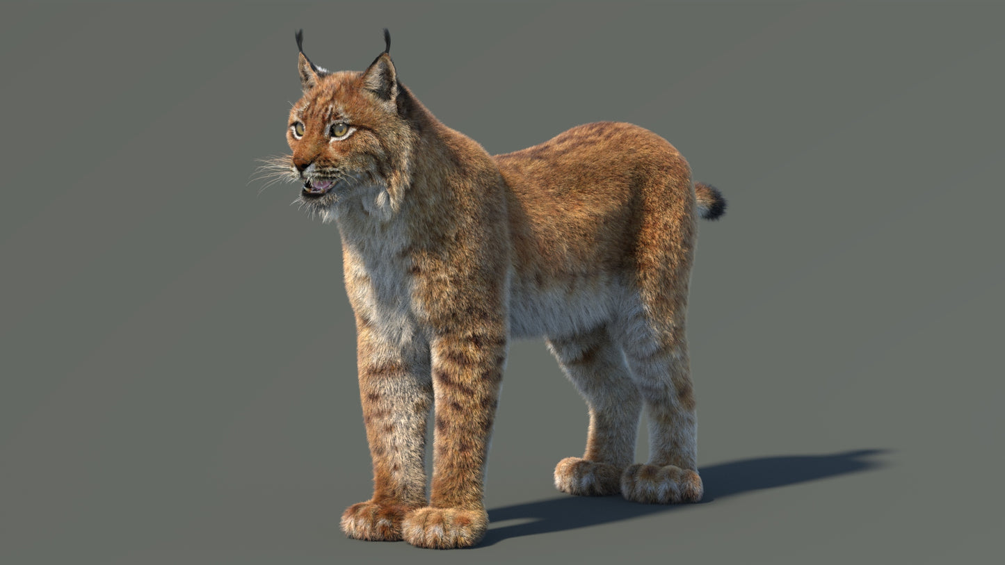 Eurasian Lynx 3D Model with Fur
