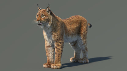 Eurasian Lynx 3D Model with Fur