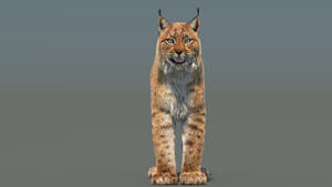 Eurasian Lynx 3D Model with Fur Thumbnail
