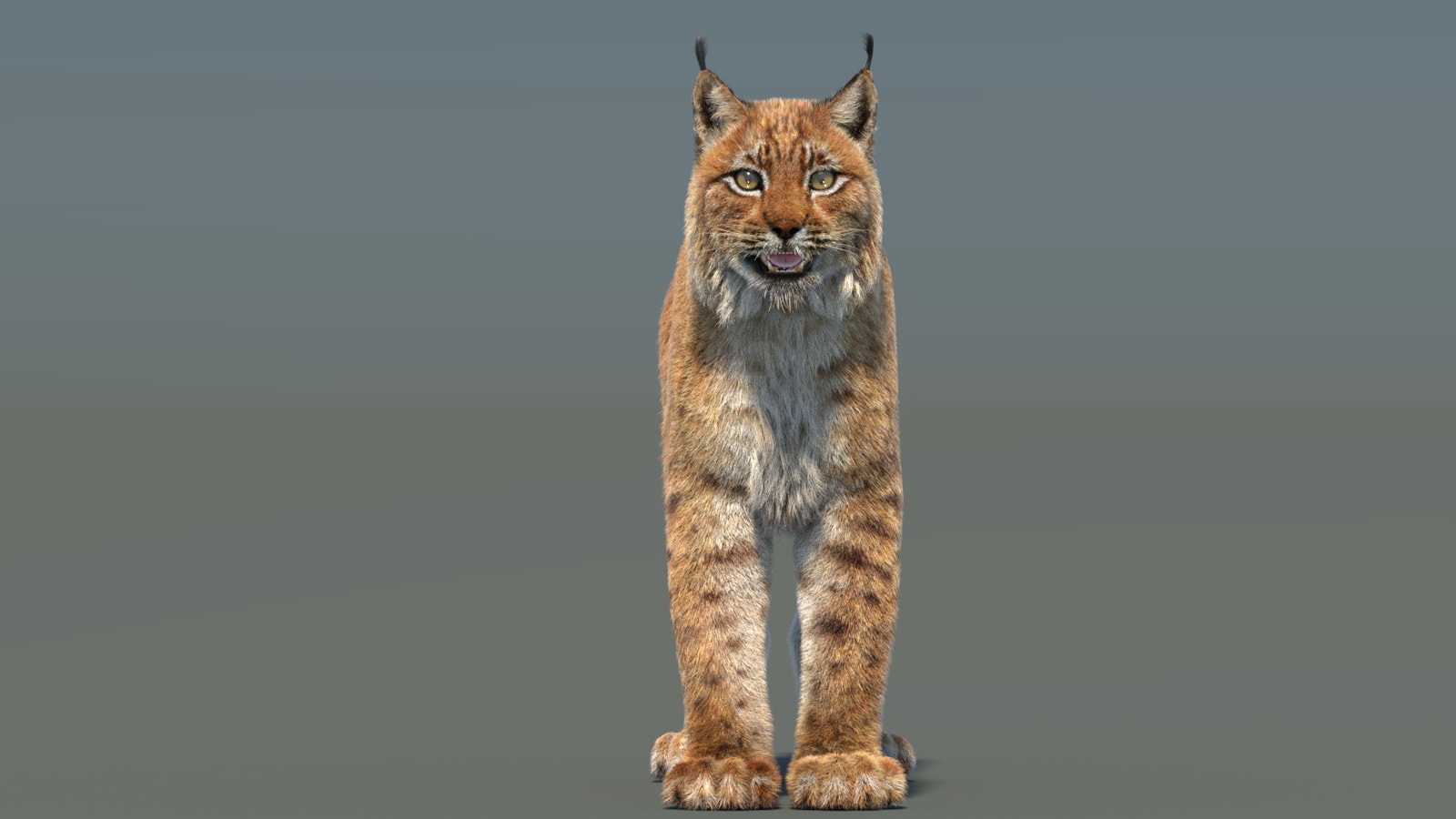 Eurasian Lynx 3D Model with Fur