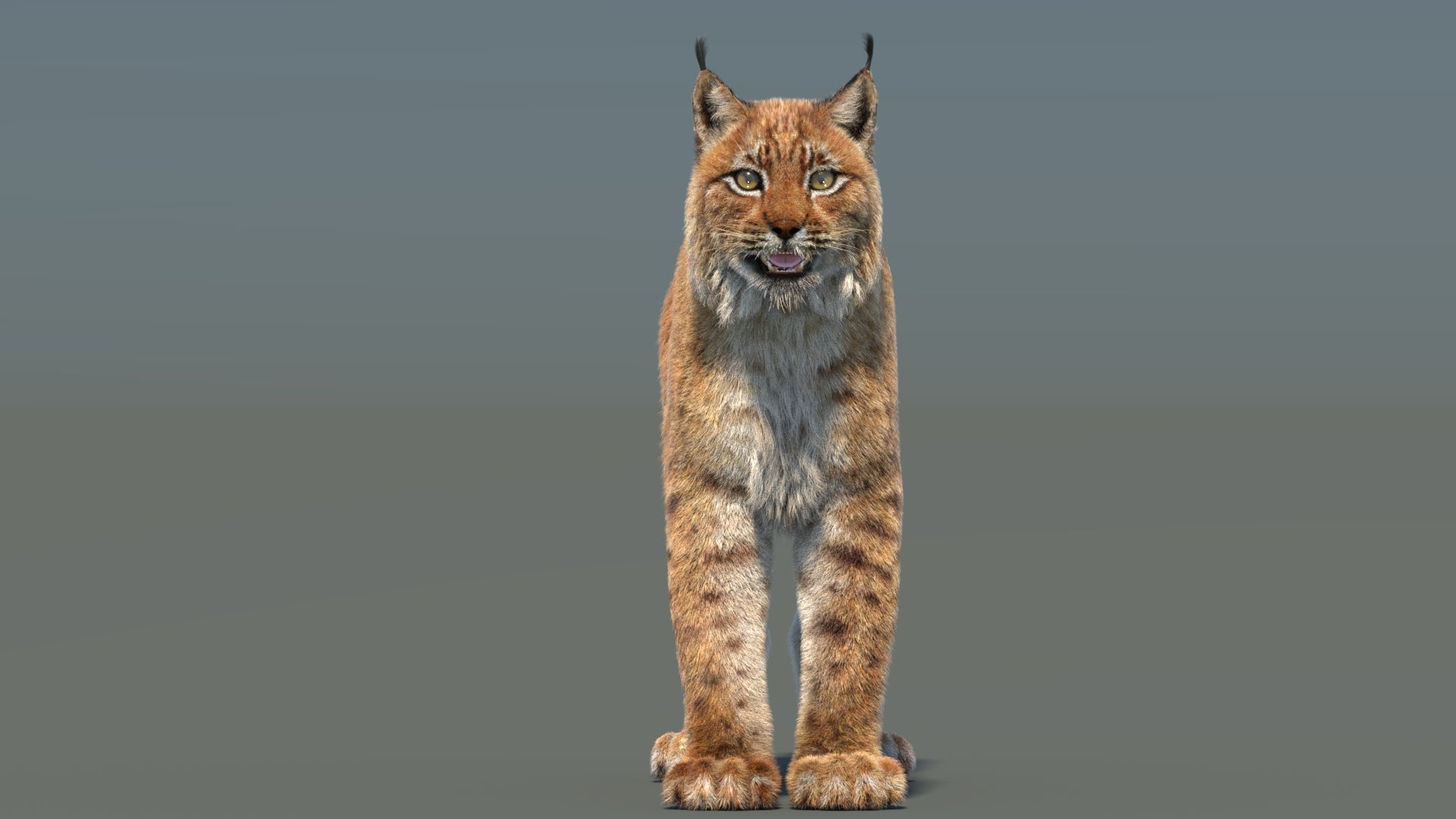 Eurasian Lynx 3D Model with Fur