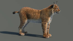 3D model of a lynx on a gray background Thumbnail