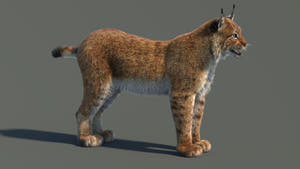 3D model of a lynx on a gray background Thumbnail