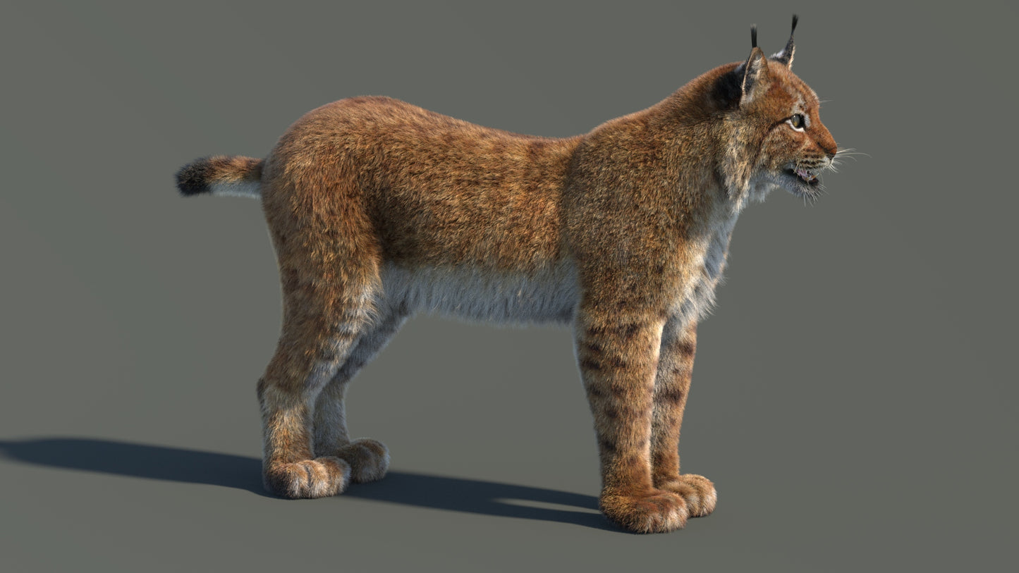 3D model of a lynx on a gray background