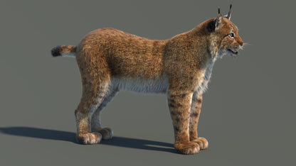 3D model of a lynx on a gray background
