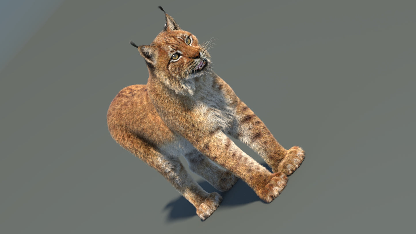 3D rendered lynx on a gray background