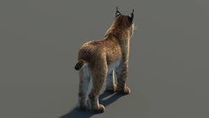 3D rendered lynx on a gray background Thumbnail